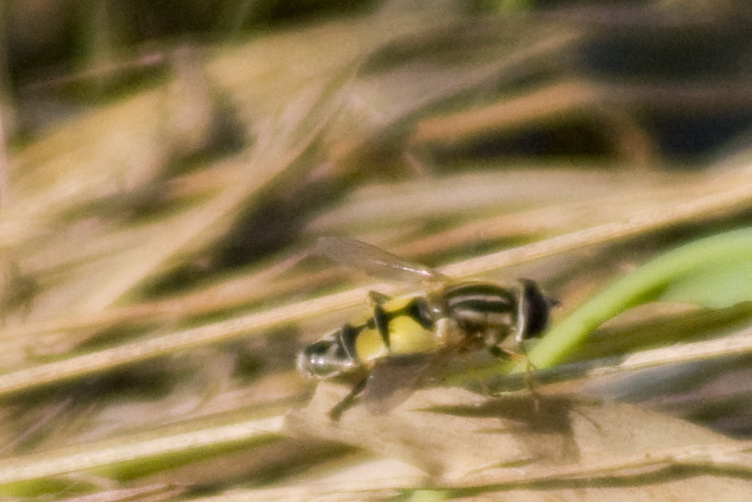 Helophilus trivittatus